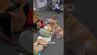 ¡Este perro sabe manejar dinero 🐕💵😱 [upl. by Anitaf]