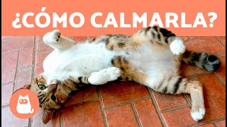 Cómo CALMAR a una GATA en CELO 🐱 ¿Se puede ESTERILIZAR a una GATA en CELO [upl. by Adelaida174]