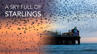 Stunning Starling Murmuration in Brighton UK  Wildlife Photography Vlog With the Canon R6 Mark II [upl. by Yenittirb]