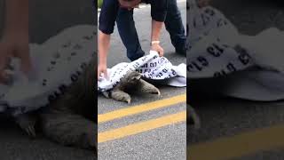 Sloth Gives HighFive to Man Who Helped Him Sloths Shorts [upl. by Mazel]