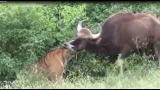 Tiger Kill Buffalo Brutally [upl. by Eedyaj]