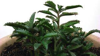 Time Lapse of a Kalanchoe Mother of Thousands Plant Growing [upl. by Meurer]