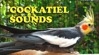 Cockatiel Sounds  Gray Cockatiel Wono  Chirping Sounds [upl. by Maureen]