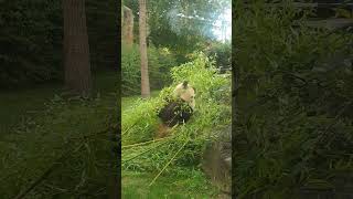 Les pandas du zoo de Beauval [upl. by Nilloc]