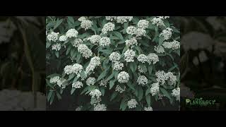 Leatherleaf Viburnum [upl. by Kerwinn]