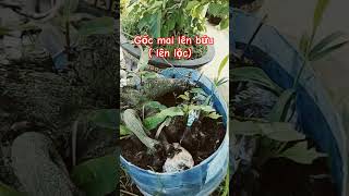 Cây mai vàng lên lộc u bứu độc lạ bình dương 🥰🥰🥰🥰 shortvideo [upl. by Namar]