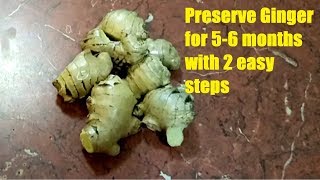 Ginger Preserve  2 Easy Steps to keep ginger good for long time  Keep Ginger fresh for long [upl. by Kolosick]