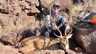 Bucks in Paradise 2023 Hawaii Axis Deer Hunt  Lanai Public Land [upl. by Ithsav636]