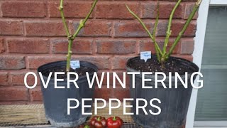 OVER WINTERING PEPPERS IN FALL [upl. by Assennej343]