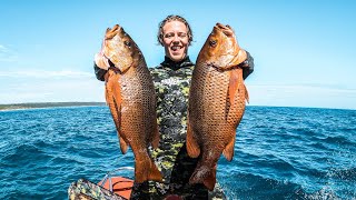 Spearfishing amp Cooking DREAM FISH Mangrove Jack Parcels [upl. by Nannette]