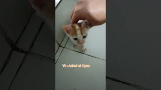 Anak kucing minta digendong naik anakkucing kucinglucu kucing pecintakucing [upl. by Rustice]