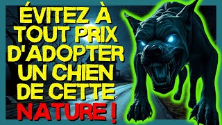 👀🐶 VOUS NE DEVEZ JAMAIS ADOPTER CE TYPE DE CHIEN  LHISTOIRE DE NOIR skinwalker terroir [upl. by Anahtor604]