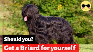 Briard  Should You Get Yourself This Amazing Breed [upl. by Ydwor498]