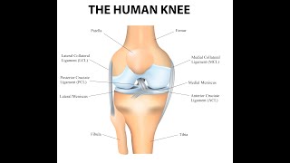 Reasons why the Knee Joint is classified as a Complex Joint [upl. by Avot]