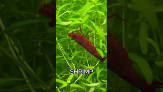 Cheap Shrimp Tank Setup For Beginners Walstad Method No Filter No Heater Tank For Cherry Shrimp [upl. by Melitta]