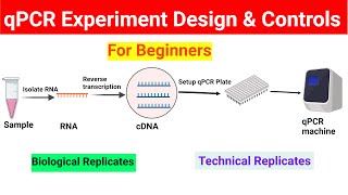 qPCR experiment design  Controls in qPCR  BiologyLectures [upl. by Skurnik]