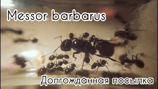 Messor Barbarus Красноголовый Жнец  Долгожданная Посылка [upl. by Imugem997]