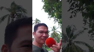 Yummy Mabolo or Kamagong Fruit 2024｜Try Natin To shorts [upl. by Nifares]