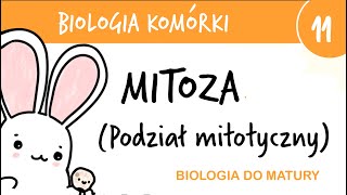 Cytologia 11  Mitoza podział mitotyczny  biologia do matury rozszerzona przygotowanie egzamin [upl. by Seena439]