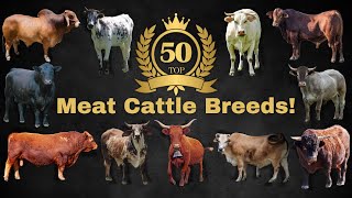 Top 50 Cattle Breeds for Meat Production around the world [upl. by Eloci]