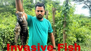 Hunting Jamaicas Most Invasive Fish [upl. by Ephraim]