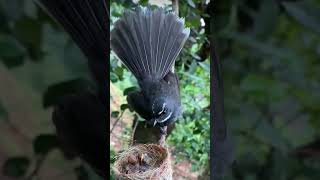 Hungry babies 😍 birds nest sweetbird birdsounds beautifulnest nature bulbulbird [upl. by Anirahc978]