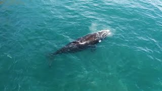 le chant de la baleine bleue [upl. by Mollie]