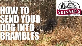 Gundog training tips  how to go into brambles [upl. by Rutter]