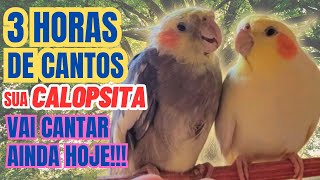 3 Horas de Canto de Calopsita para estimular sua Calopsita a cantar Familia de Calopsita Cantando [upl. by Trula]