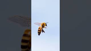 🐝 Bees Dance Moves Natures Communication 💃 [upl. by Briant]