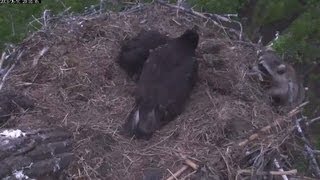 MNBound Eagles Mom Chases Raccoon from Nest 53113 [upl. by Durr]