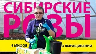 6 МИФОВ О ВЫРАЩИВАНИИ РОЗ ВОСК НА САЖЕНЦАХ САЖЕНЕЦ ПРОСНУЛСЯ ЧТО ДЕЛАТЬ [upl. by Abby]