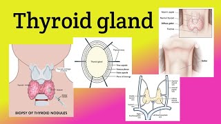 Thyroid gland  Location Relations Blood supply  Goiter Thyroidectomy [upl. by Teeniv]