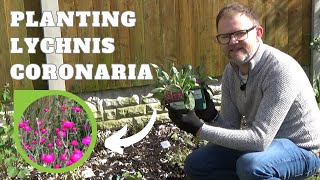 Planting Lychnis coronaria Rose Campion  Perennial Border Planting  Hardy Perennial Flowers [upl. by June]