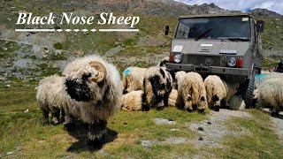 We found the blacknose sheep in Gornergrat in Summer 2023 成功尋找黑面羊 Exciting [upl. by Wendolyn]