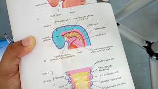 RESPIRATORY SYSTEM development complete explanation part 1 [upl. by Nwahsid]