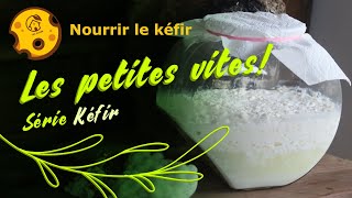 Comment garder les grains de kéfir entre deux productions  les petites vites [upl. by Rasia]