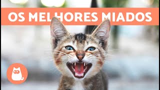 Os melhores VÍDEOS de GATOS MIANDO 🐱🐾 Gatos MIANDO irritados felizes e engraçados [upl. by Kellyann]