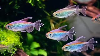 The Congo Tetra A Shimmering Jewel of the Aquarium [upl. by Innob]