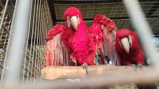 Inspection Bird Farm birdfarm beautifulbangladesh [upl. by Deonne]