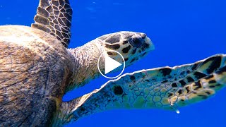 Différencier la tortue verte et la tortue imbriquée sur le même récif [upl. by Lacey]