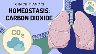 Carbon Dioxide  HOMEOSTASIS  Easy to understand [upl. by Alexio]