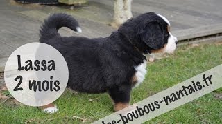 Bébé chiot bouvier bernois 2 mois [upl. by Qirat816]