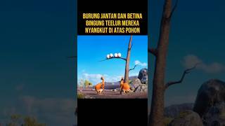 BURUNG JANTAN INI KABUR MENINGGALKAN TELUR DAN ISTRINYA alurceritaflim film [upl. by Obeded]