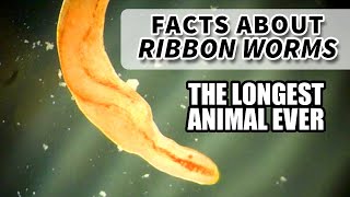 Ribbon Worm Facts the LONGEST ANIMAL EVER  Animal Fact Files [upl. by Brandes]