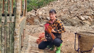 Build a chicken coop on a new farm move chickens to raiseChuc Thi Hong [upl. by Saxet]