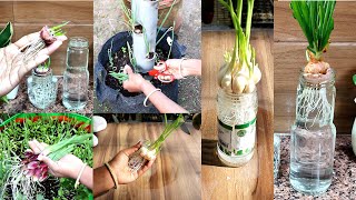 Grow onion amp garlic at home easily  प्याज लहसुन घर पे उगाने का आसान तरीका [upl. by Drahsar]