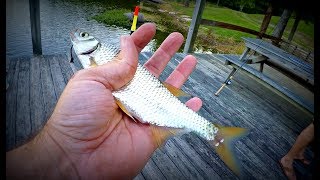 Fishing with LIVE Bait Golden Shiners [upl. by Yt918]