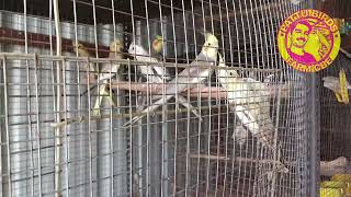 cockateil birds available for sale 9789575395 Coimbatore breeding pairs semi lot available low price [upl. by Misha]