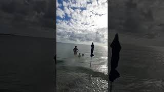 Beach dog beach day Australian shepherd [upl. by Coryden848]